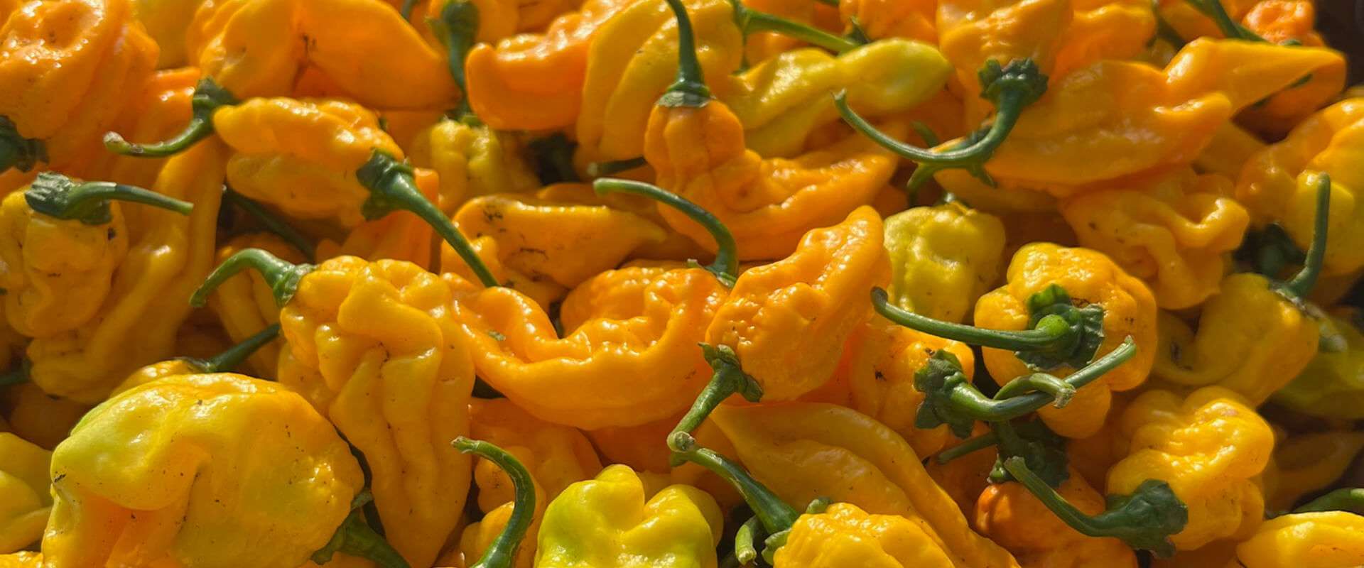 About Hill Country Hot Peppers