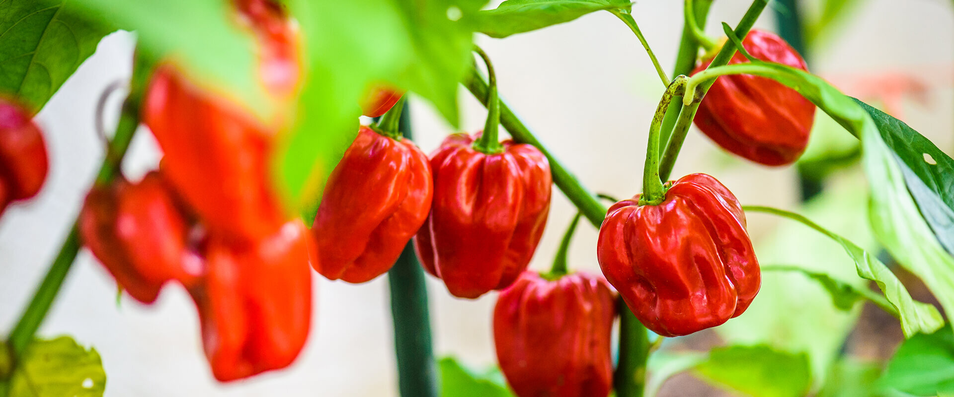 Contact Hill Country Hot Peppers Contact Hill Country Hot Peppers