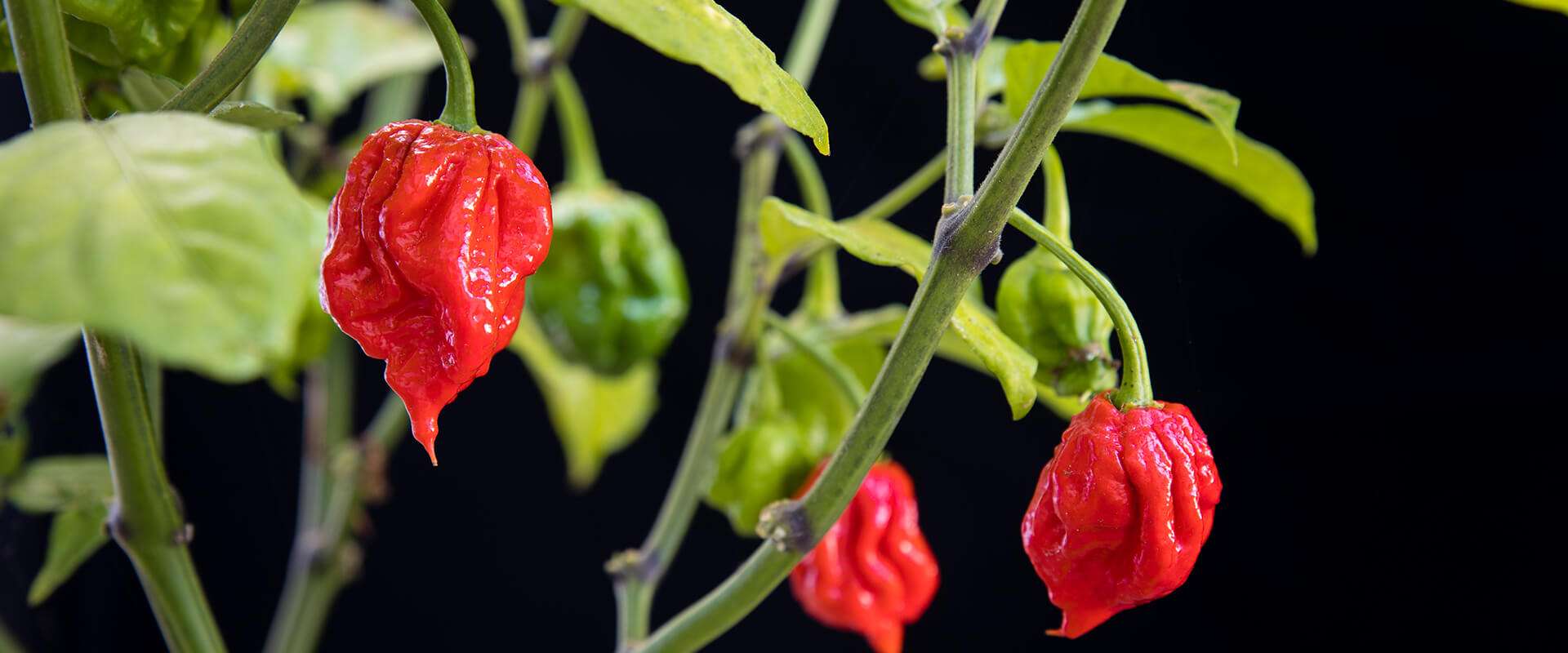 Privacy & Terms of Use Privacy & Terms of Use