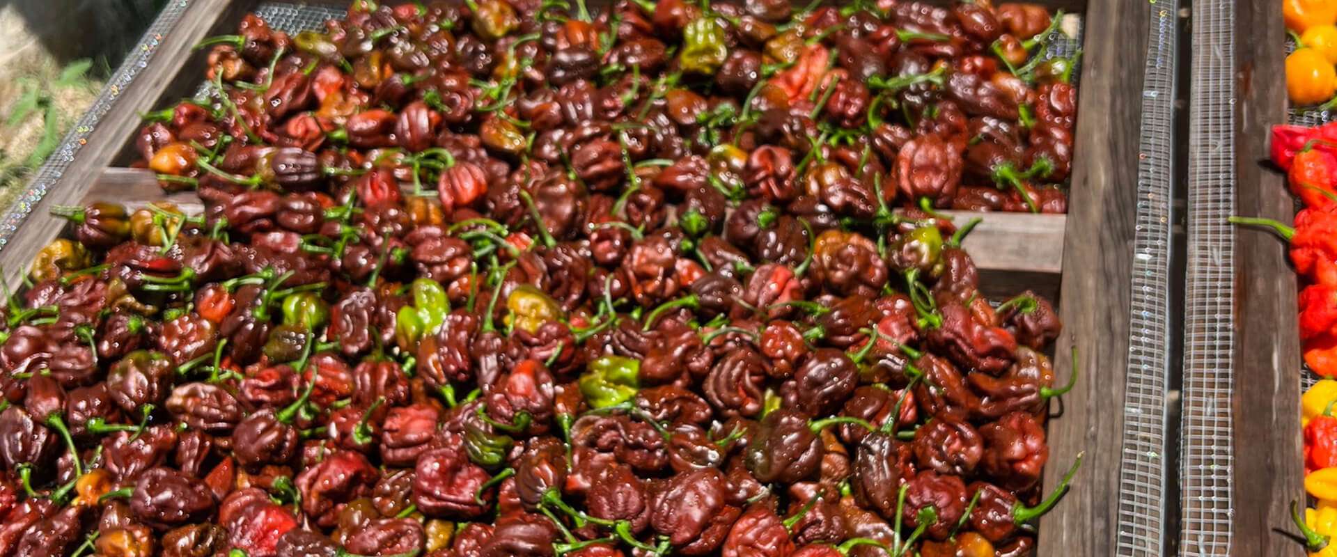 Hill Country Hot Peppers Brazilian Starfish Hill Country Hot Peppers Brazilian Starfish