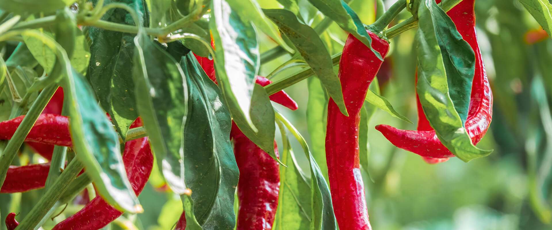 The Peppers The Peppers